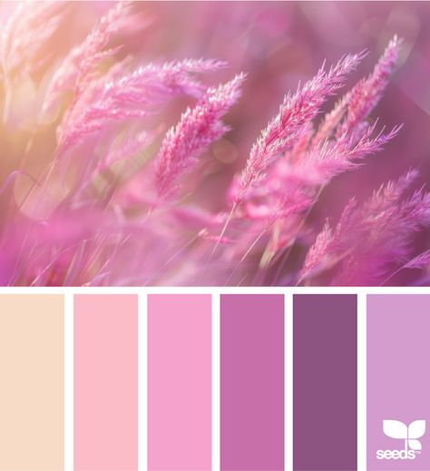 Design Seeds: Color Nature Purple Pink Color Palette, Inspiration Color Palettes, Seeds Color Palette, Color Thesaurus, Color Exploration, Color Mixing Chart Acrylic, Seeds Color, Pink Color Palette, Drawing Desk