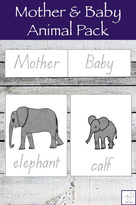 Learning about animals is great fun and this Mother and Baby Animal Pack are a great way to learn about different animals. Learning About Animals, Mammals Activities, Family Activities Preschool, Mother And Baby Animals, Zoo Activities, Dr Seuss Activities, Animal Lessons, Mother And Baby Elephant, Pattern Activities