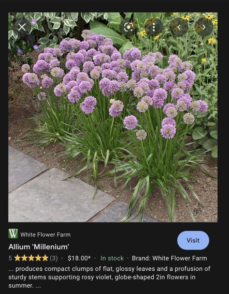 Millenial Allium, Millennial Allium, Alium Flower Border, Allium Millenium, Onion Plant, Shrubs For Borders, Michigan Garden, Entrance Landscaping, White Flowering Plants