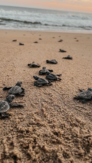 Turtle Volunteering, Costa Rica Beach House, Turtle Rescue, Turtle Sanctuary, Costa Rica Beaches, Mexican Army, Twenty Twenty, Beach Inspo, The Turtles