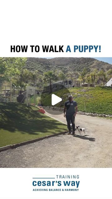 Training Cesar’s Way on Instagram: "One of our most popular training tips! 📚 How to walk a puppy! 🐶 What are some new dog training tips you would like to learn in the New Year! #dog #dogtraining #cesarmillan" Dog Soldiers, Dog Hero, Cesar Millan, How To Walk, New Dog, Guard Dogs, Rescue Dogs, Family Dogs, Working Dogs