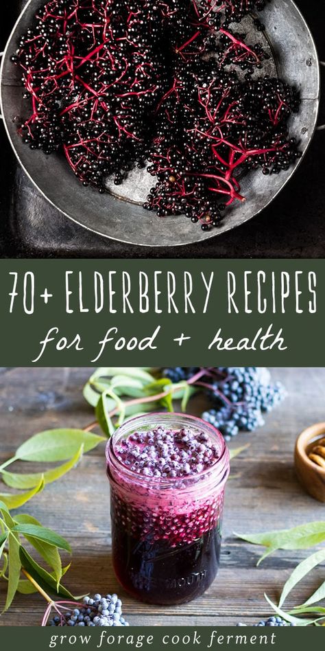 Growing Elderberry, Elderberry Vinegar, Elderberry Lemonade, Elderberry Honey, Elderflower Recipes, Elderberry Plant, Elderberry Syrup Recipe, Homemade Elderberry, Elderberry Recipes