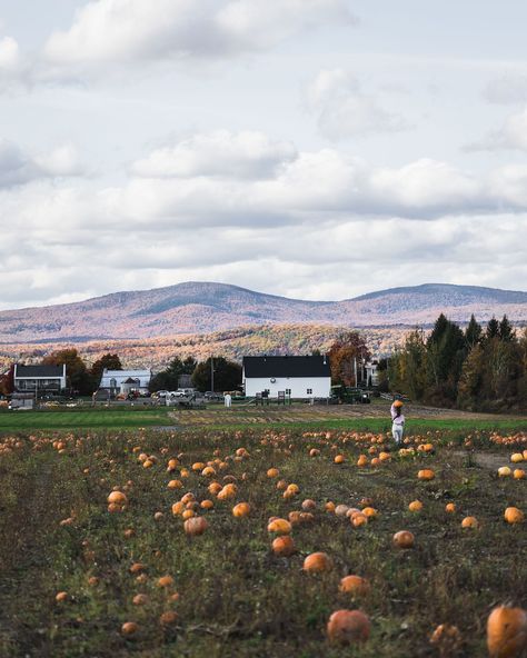 Sooo it’s spooky season they say!👀🎃 #pumpkin #pumpkinseason #pumpkinfield #squashseason Pumpkin Field, Field Landscape, Pumpkin Seasoning, Spooky Season, Quick Saves