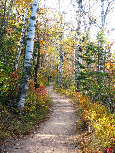 Fall Minnesota, Minnesota Aesthetic, Mountain Inspiration, 자작나무 그림, Forest Paths, Gooseberry Falls, Being In Nature, Waterfall Paintings, A Walk In The Woods