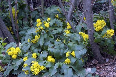 Family Berberidaceae; Genus Mahonia; Species repens; Creeping Mahonia Creeping Mahonia, Oregon Grape, Planting Plan, Backyard Inspiration, Colour Schemes, Garden Styles, Garden And Yard, Garden Plants, Perennials