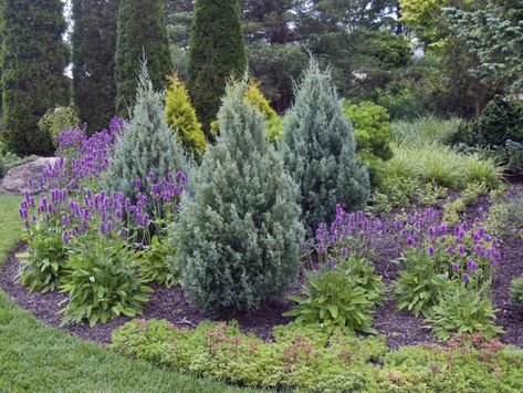 Rocky Mountain Juniper, Hedge Trees, Evergreen Landscape, Conifers Garden, Evergreen Hedge, Garden Hedges, Evergreen Garden, Front Garden Landscape, Privacy Landscaping