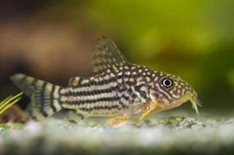 Corridoras Shterba - Spotted Shell Catfish - PetTime Corydoras Catfish, Cory Catfish, Neon Tetra, Aquarium Maintenance, Community Tanks, Fresh Water Fish Tank, Fishing For Beginners, Floating Plants, Home Aquarium