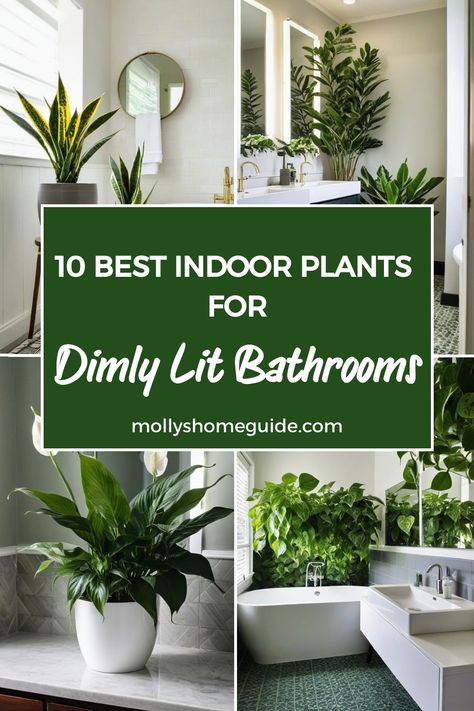 Discover the best indoor plants for low light bathrooms to add a touch of greenery to your space! These houseplants thrive in areas with minimal natural light, making them perfect for windowless bathrooms. Whether you have a bathroom with no windows or just looking for easy care low light plants, this selection of top plants will bring life to your bathroom oasis. Indoor Plants For Low Light Areas, Plants In Small Bathroom, Low Light Bathroom, Bathroom Plants Ideas, Best Plants For Bathroom, Low Light Plants Indoor, Plant For Bathroom, Plants In The Bathroom, Bathroom Plants No Sunlight