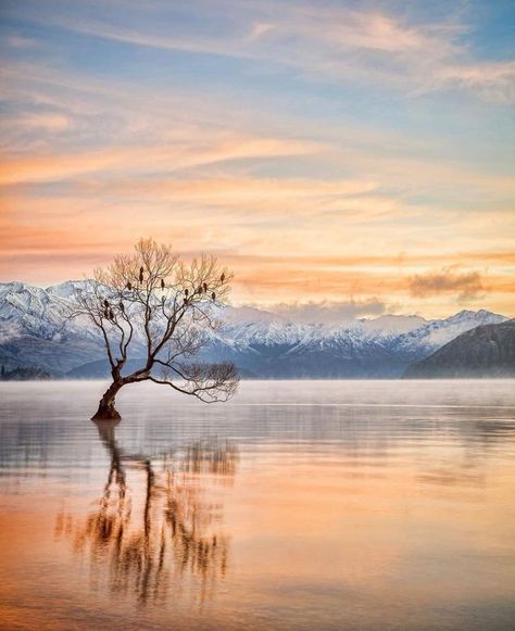 Brad on Twitter: "Lake Wanaka, New Zealand https://t.co/MCIdglijRP" / Twitter Wanaka New Zealand, Sunrise Wallpaper, Lake Wanaka, Wallpapers For Iphone, New Zealand Travel, Special Moments, Iphone Wallpapers, Canon, New Zealand