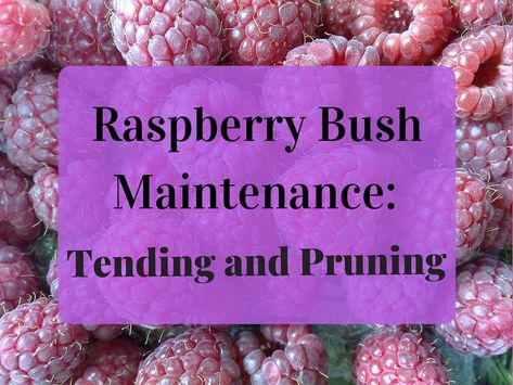 This article will provide tips on pruning raspberries properly for growing more fruit every season. This guide will also offer helpful advice on general care for these wonderful plants. Prune Raspberry Bushes, Rasberry Bushes, Pruning Raspberries, Raspberry Bushes, Raspberry Bush, Growing Raspberries, Raspberry Plants, When To Plant, Picture Tutorial