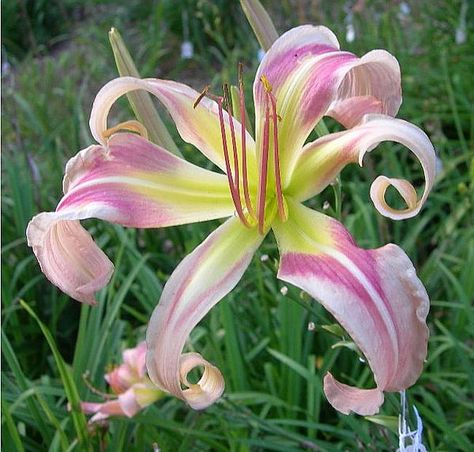 Asiatic Lily, Pink Stargazer Lily, Ferncliff Illusion Dahlia, Reblooming Daylilies, Daylily Garden, Stella D’oro Daylilies, Day Lilies, Pink Garden, Unusual Flowers