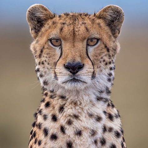 Look at the shape of this predator. What a beauty! 📸 Such a great shot by @fabriziobignotti ! ✥ ✥ 🦁 Follo Cheetah Pictures, Cheetah Drawing, Cheetah Art, Tierischer Humor, Regard Animal, Cheetah Face, The Cheetah, Exotic Cats, Collage Ideas