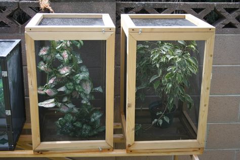 Stick Insect Enclosure, Chameleon Enclosure, Chameleon Cage, Stick Insects, Butterfly Cage, Diy Reptile, Monarch Butterfly Garden, Baby Bearded Dragon, Bearded Dragon Care