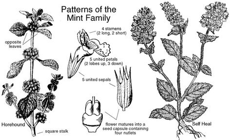 Lamiaceae: Mint Family (Labiatae). Identify plants and flowers. Pest Spray, Identify Plants, Botanical Sketchbook, Wildflower Photo, Identify Plant, Mint Plants, Plant Identification, Wild Food, Tomato Plants