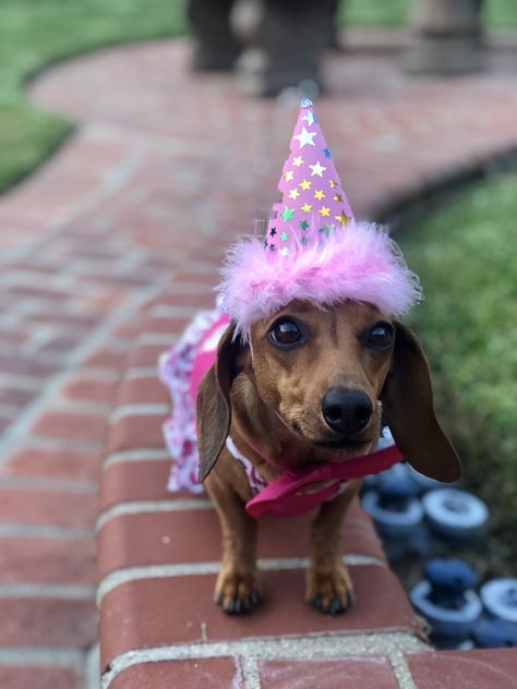 Rosie’s birthday party! #dachshund Tini Weenie Party, Weiner Dog Birthday Party, Weenie Dog Themed Party, Weiner Dog Birthday Wishes, Happy Birthday Daschund Wiener Dogs, Daschund Dog, Dog Themed Birthday Party, Dachshund Love, Dog Themed