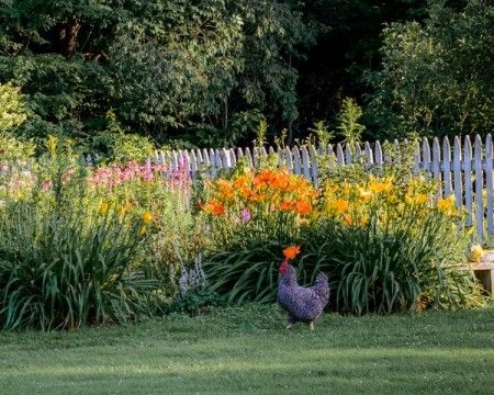 Keeping Chickens Out of Flower Beds | ThriftyFun How To Keep Chickens, Expensive Flowers, Small Fence, Small Chicken, Keeping Chickens, Chicken Diy, Garden Pests, Garden Fencing, Easy Garden