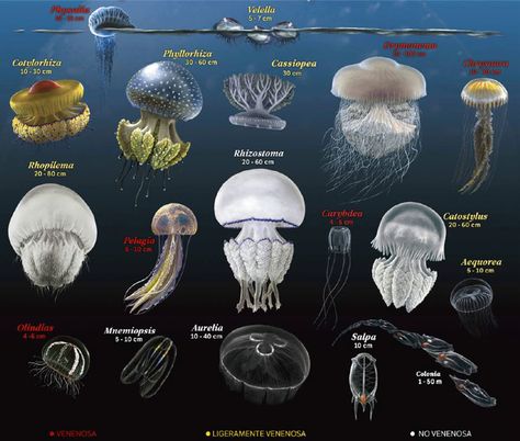 Infographics Ideas, Types Of Jellyfish, Jellyfish Species, Fish Chart, Jellyfish Pictures, Sea Jellies, Cnidaria, Jellyfish Tattoo, Underwater Animals