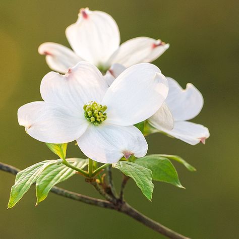 Henry Domke's floral photography is amazing! Dogwood Tattoo, Memorial Tattoos Mom, Healing Artwork, Cornus Florida, Flowering Dogwood, Peace Pole, Dogwood Blooms, Dogwood Branches, Dogwood Flower