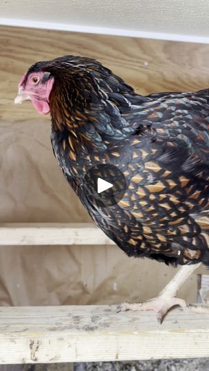 Chicken Roost, Chicken Care, Chicken Farmer, Chicken Ideas, Farm Plans, Farm Living, Farm Ideas, Farms Living, Pet Chickens