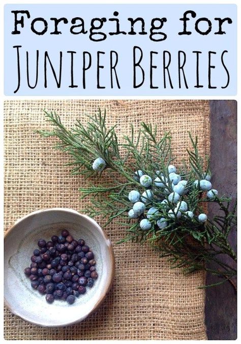 Juniper Berries are edible and medicinal, learn about foraging them! How To Make Gin, Medicinal Weeds, Excellent Health, Wild Foraging, Wild Food Foraging, Foraging Recipes, Edible Wild Plants, Foraged Food, Juniper Berries