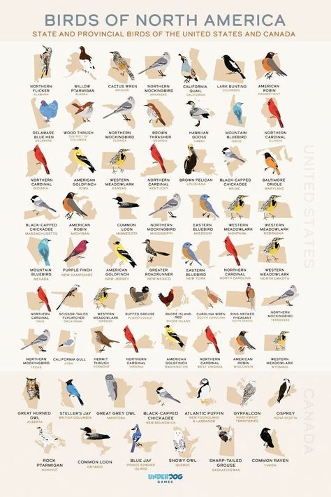 This unique free state bird printable wall art is perfect for any space in your home! Showing all 50 US states plus Canada provineces in a digital download. Featuring birds from Washington state, New York, Illinois, Texas, Georgia, and more! This print artwork can be printed on canvas as a simple DIY gift. Check out this free list of state birds download at Underdog Games! Birds Of Australia, State Birds, Bird Poster, Free State, Bird Watchers, Bird Artwork, Easy Diy Gifts, Free Poster, Print Artwork