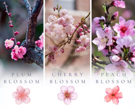 Exploring the Beauty of Plum Blossoms in Japanese Culture Japanese Plum Tree, Peach Festival, Japanese Plum, Hina Matsuri, Hydrangea Bloom, Plum Blossoms, Plum Flowers, Plum Tree, Blossom Tattoo