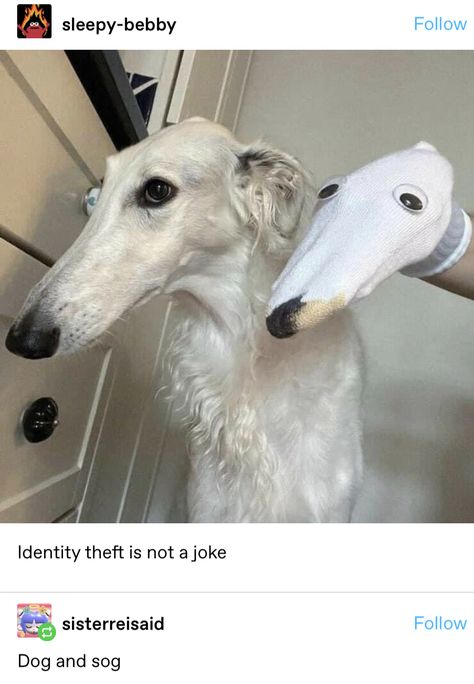 Borzoi Dog, Goofy Dog, Silly Dogs, White Dog, Silly Animals, Funny Animal Memes, Dog Memes, 귀여운 동물, Animal Memes