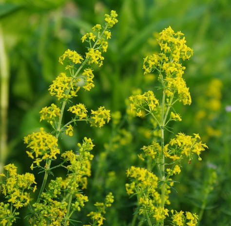 Nature's Rainbow - very helpful blog with huge amounts of detailed information on cultivating and using natural dye plants Goldenrod Dye, Natural Yellow Dye, Natural Flower Dyeing, Nettle Dye Fabric, Yellow Spring Flowers, Natural Yellow Dye Fabrics, Unusual Wedding Venues, Wild Geranium, Biennial Plants