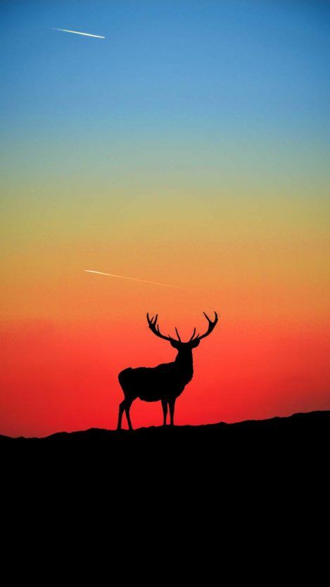 Animal Wallpapers - Page 3 of 11 - iPhone Wallpapers I Phone 7 Wallpaper, Hunting Wallpaper, Hirsch Silhouette, Deer Wallpaper, Amoled Wallpapers, Wallpaper Sky, Deer Silhouette, Iphone Wallpaper Sky, Silhouette Painting