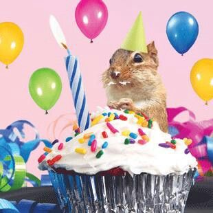 Birthday squirrel Happy Birthday Squirrel, Squirrel Eating, Cupcake Birthday Cards, Forest Birthday, Pink Dragonfly, Hamster Eating, Yellow Party, Cupcake Birthday, Cute Squirrel