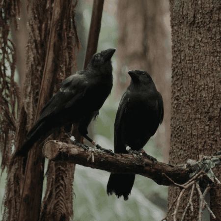 Black Birds, Crows Ravens, Arte Obscura, Into The Woods, Aesthetic Gif, Black Bird, Animal Gifs, In The Woods, Spirit Animal