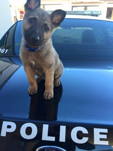 I Bet He Will Be Chewing On A Bad Guys Arm In No Time Amazing Dogs, Bad Guys, Police Car, Baby Animals Funny, Memes Humor, Cane Corso, A Puppy, Funny Animal Pictures, Australian Shepherd