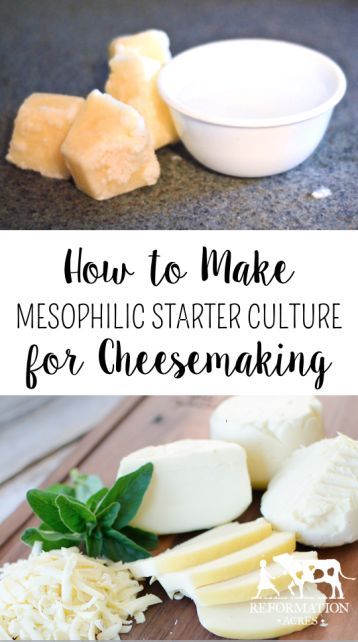 How to Make Mesophilic Starter Culture for Cheesemaking Cheese Recipes Homemade, Cheese Making Recipes, Goat Milk Recipes, Diy Cheese, Homemade Cheese, No Dairy Recipes, Milk Recipes, Rigatoni, Fermented Foods