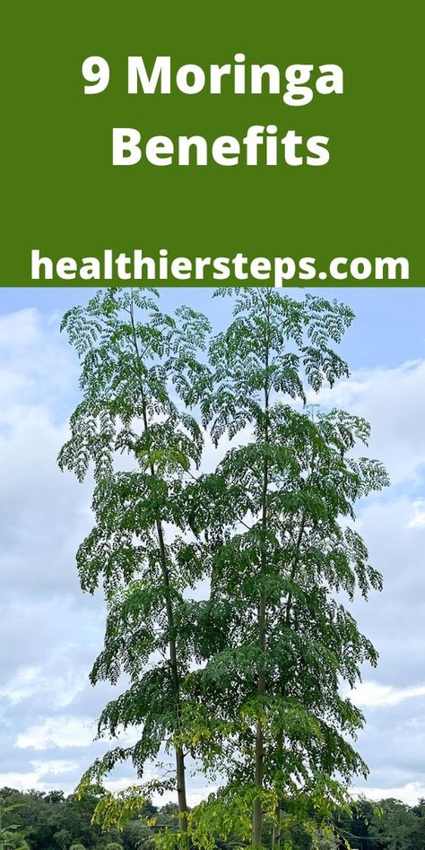 Moringa Oleifera Benefits, Health Benefits Of Moringa, Moringa Oleifera Tree, Massive Tree, Benefits Of Moringa, Moringa Benefits, Moringa Seeds, Moringa Tree, Mushroom Benefits