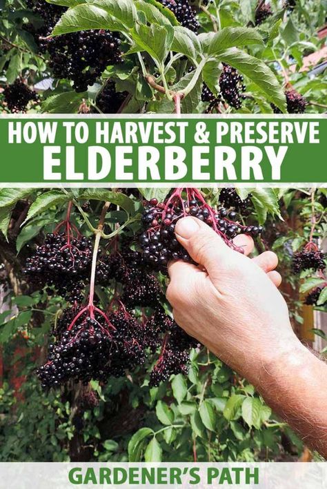 Homesteading Checklist, Outdoor Garden Decor Ideas, Diy Outdoor Garden, Suburban Homesteading, Elderberry Wine, Elderberry Plant, Homesteading Tips, Elderberry Recipes, Modern Homestead