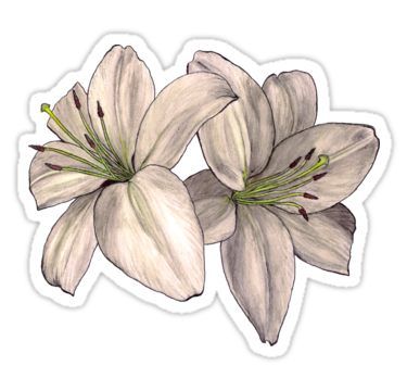 Lilies Sticker Aesthetic Stickers Printable For Journal, White Stickers Printable, Lily Sticker, Paint Journal, 5 Solas, Overlays Tumblr, Family Tattoo Designs, Lilly Flower, Note Pad Design