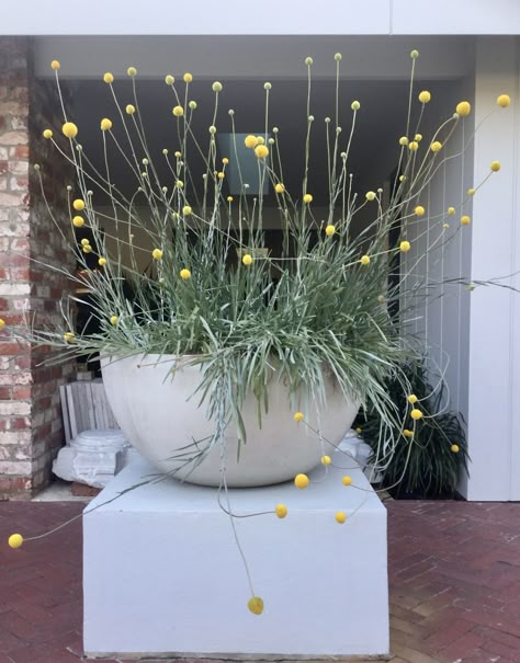 Australian Native Balcony Garden, Australian Native Potted Plants, Australian Native Pot Plants, Potted Australian Natives, Billy Buttons Garden, Australian Native Plants In Pots, Australian Natives In Pots, Australian Front Garden Ideas, Front Garden Ideas Australian