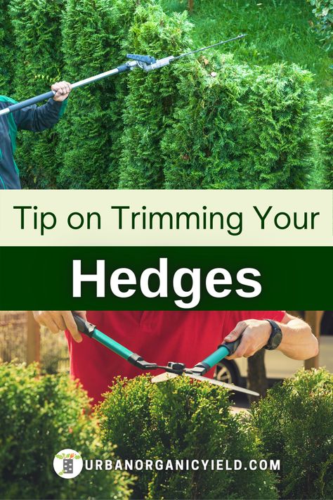 The seaon is coming to fix and decorate your yard or backyard. Here is our list of the best cordless hedge trimmers to use in your yard and landscaping. #Hedges #Landscaping #Yard #Gardening #UrbanOrganicYield Green Mountain Boxwood, Cedar Hedge, Trimming Hedges, Fast Growing Hedge, Emerald Green Arborvitae, Types Of Shrubs, Dark Hedges, Hedge Trimmer, Outdoors Tattoo