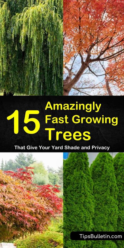 15 Amazingly Fast Growing Trees That Give Your Yard Shade and Privacy Fast Growing Flowering Trees, Fast Growing Hedges For Privacy, Shade Trees Fast Growing, Trees To Plant Near House, Best Backyard Trees, Fast Growing Trees For Privacy, Privacy Trees Fast Growing, Fastest Growing Trees, Best Trees For Privacy