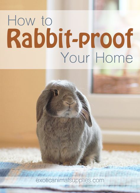 Bunny Room Indoor Rabbit, Rabbit Hacks, Bunny Hacks, Fresh Buns, Rabbit Hutch Indoor, Bunny Things, Flemish Giant Rabbit, Lop Bunnies, Rabbit Stuff