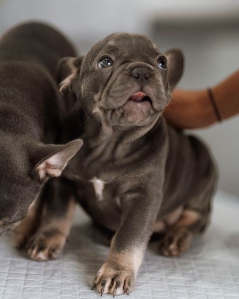 Thought the grid deserved some puppies ❤️ So much fun capturing some images for @thepawstudiouk for their website. Me ��🫱🏽‍🫲🏼 taking photos of puppies #brandingphotography #brandingphotoshoot #puppyyoga #businessbrandingphotographer Photos Of Puppies, Puppy Photos, Taking Photos, Branding Photoshoot, Business Branding, Puppies, Branding, Photographer, Photography