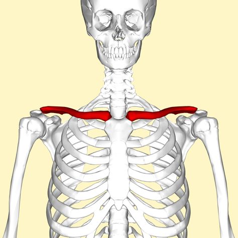 Shoulder Posture, Shoulder Bones, Bone Fracture, Diagram Design, Collar Bone, Energy Healer, Anatomy Reference, Skeletal, Human Anatomy