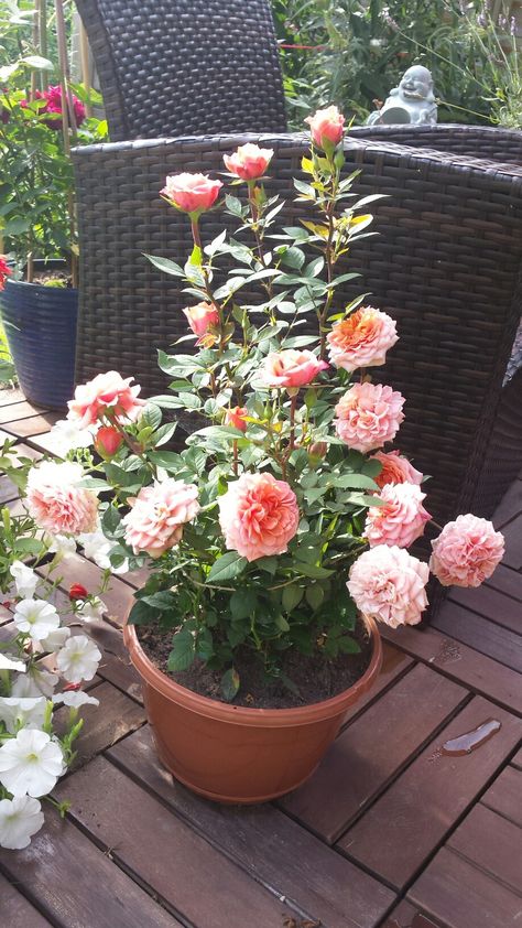 Roses Plants, Spiritual Garden, Rose Garden Design, Diy Garden Bed, Beautiful Butterfly Photography, Balcony Flowers, Rose Plant, Rose Varieties, Rose Vase