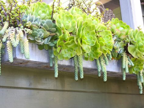 Window Planter, Basket Flower Arrangements, Interesting Textures, Succulent Landscape Design, Window Box Flowers, Succulent Landscaping, Window Planters, Window Planter Boxes, Flower Window