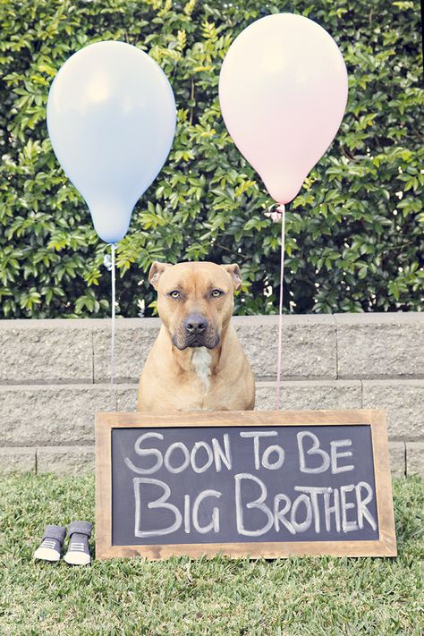 Our Pregnancy Reveal announcement photo idea - soon to be big brother!! Big Brother Announcement With Balloons, Big Brother Announcement With Dog, Big Brother In Training Announcement, Dog Big Sister Announcement, Dog Promoted To Big Brother, Pregnancy Reveals, Big Brother, Photo Inspiration, Labrador Retriever