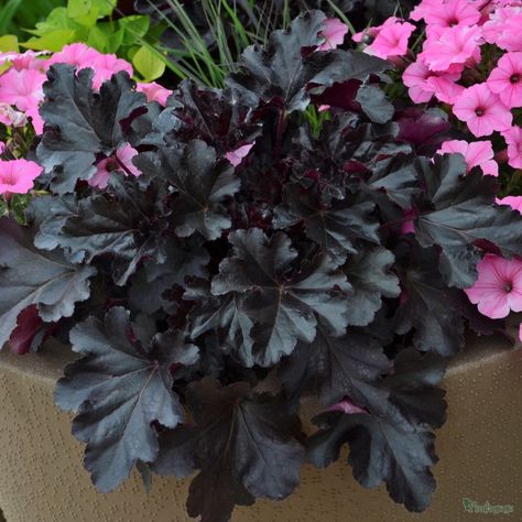 Heuchera 'Black Pearl' from the Chelsea Flowers Show Gold medal winning nursery Plantagogo Coral Bells Heuchera, Black Plant, Goth Garden, Gothic Garden, Coral Bells, Shade Flowers, Black Garden, Garden Shrubs, Unusual Plants