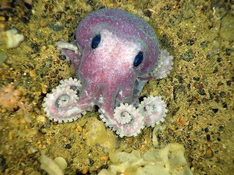 INTERESTING FACT: This unidentified purple octopus is one of 11 potentially new species found during a July deep-sea expedition off Canada's Atlantic coast. Baby Squid, Octopus Squid, Baby Octopus, Cute Octopus, Underwater Life, Ocean Creatures, Ocean Animals, Ocean Life, Kraken