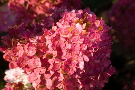 Product Detail - Bailey Portal Vanilla Strawberry Hydrangea, Strawberry Hydrangea, Hydrangea Tree, Hydrangea Shrub, Hydrangea Varieties, Pink Spring Flowers, Patio Trees, Panicle Hydrangea, Hydrangea Paniculata