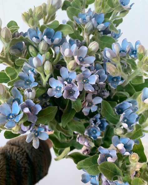 Potomac Floral Wholesale on Instagram: “Blue is such a rare shade in the flower world that tweedia feels like a gift. (Code: TWEBLDBL) . . . #blueflowers #blue #flower #flowers…” Tweedia Blue, Tweedia Flower, Blue Tweedia, Graduation Bouquet, Vintage Colour Palette, Blue Delphinium, Flower Guide, Baby S Breath, Pastel Flowers