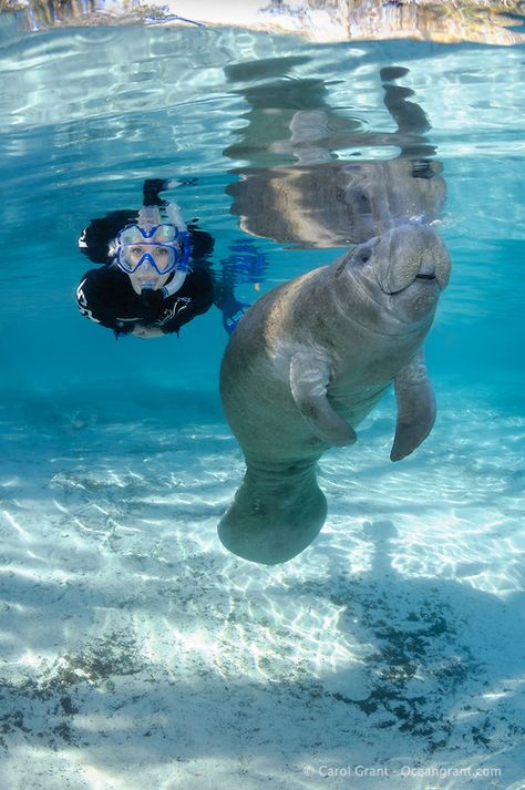 Manatee_more_CGrant_PS-0028.tif | Carol Grant - Oceangrant Images - Manatees & More Manatee Photography, Manatee Pictures, Swim With Manatees, Swimming With Manatees, Underwater Animals, Underwater Photographer, Summer Goals, I N, Press Kit